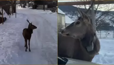 Видео