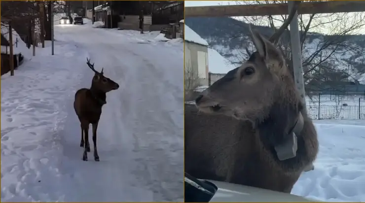 Видео